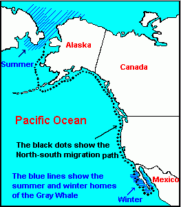 Whale Winter Habitat Map