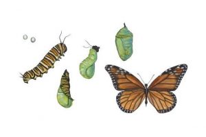 Image of Monarch Butterfly